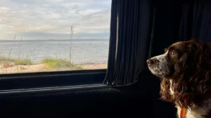 highland auto campers dog friendly campervan hire 2 1600 900 Dog exploring the Scottish Highlands during a campervan holiday.
