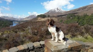 highland auto campers dog friendly campervan hire 3 1600 900 Dog relaxing beside a Ford Transit Custom campervan in the Scottish Highlands.