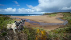 highland auto campers dog friendly campervan hire 4 1600 900 Dog enjoying a campervan holiday in the Scottish Highlands.